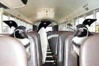 Pinguïntoer