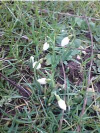 Snowdrops in the park