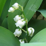 1 mei en de convallaria majalis