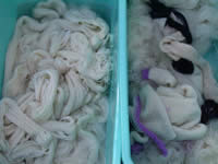 4e vrijdag verfdag / Dye it yourself