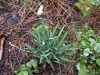 Lente? Lente!