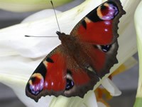 Vlindervrij / Free as a butterfly