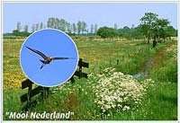 Bescherm de vogels – Stuur een e-card