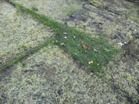 Groen is gras, groen is gras, onder mijne voeten