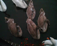 Aardbeien, zwanen en frisse was / Strawberries, swans and clean laundry